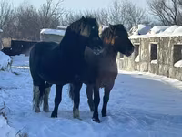 At, Mugalzhar horse — foto 5