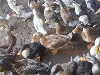Ducks — الصورة 4
