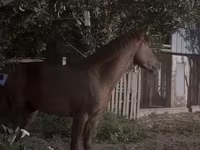Hengst, Kazakh horse — Foto 6