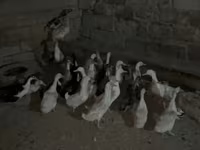 Geese — الصورة 5