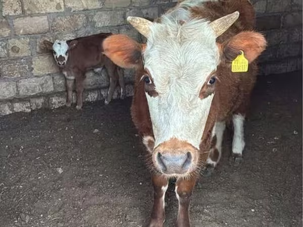 Сиыр, Latvian Blue cattle