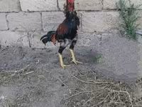 Chickens — الصورة 5