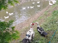 अमेरिकन पेकिन — फ़ोटो 3