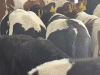 Rinder (Partie, Geschlecht nicht angegeben), Simmental cattle — Foto 3