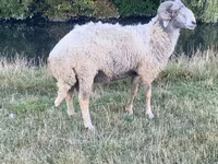 Qoʻchqor, Karakul sheep — 1-rasm