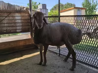Қой, Arashan sheep — 3-сурет