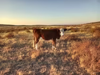 Kuh, Simmental cattle — Foto 5