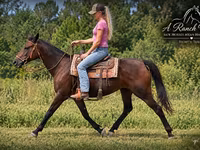 Stute, Quarter Horse — Foto 3