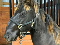 At, Rocky Mountain Horse — foto 5