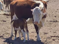 母牛, Latvian Blue cattle — 照片 1