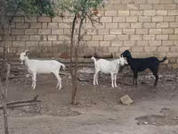 Goat, Goats — photo 1