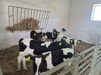 Bulle, Russian Black pied cattle — Foto 3