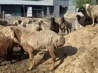 मेढ़ा, भेड़ — फ़ोटो 2
