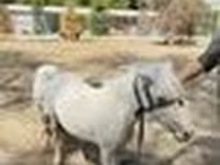 خيول (دفعة، الجنس غير محدد), Australian Pony — الصورة 8