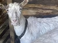 Dişi keçi, Saanen goat — foto 1
