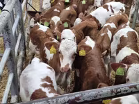 İribuynuzlu mal-qara (partiya, cinsi göstərilməyib), Simmental cattle — foto 2