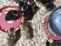 Ducks — 2-rasm