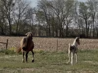 Кобила, Pinto horses — фото 7