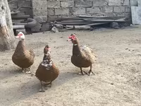 Широкогруда Біла — фото 8