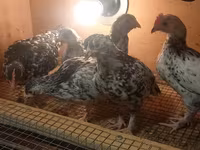 Japanisches Bantam — Foto 7