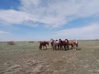 Yegua, Kazakh horse — foto 1