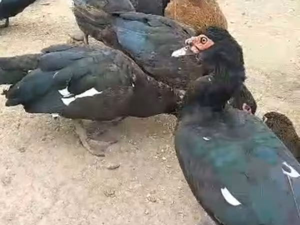 Ducks