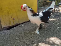 Japanisches Bantam — Foto 1