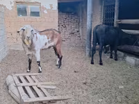 Ziege, Nubian Goat — Foto 2