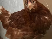 Chickens — 6-сурет