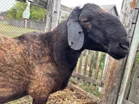 Carnero, Hissar sheep — foto 2