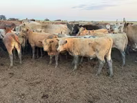 İribuynuzlu mal-qara (partiya, cinsi göstərilməyib), Swiss cattle — foto 6