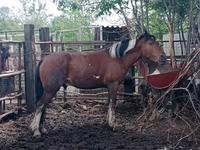 Hengst, Altai horse — Foto 6