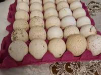 برونز — الصورة 3