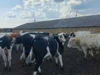 Bulle, Russian Black pied cattle — Foto 1