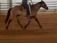 فرس, Quarter Horse — الصورة 3