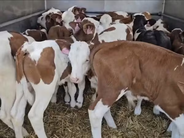 Bulle, Simmental cattle