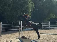 Stute, Friesian sport horse — Foto 2
