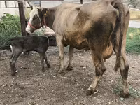 Сиыр, Simmental cattle — 6-сурет