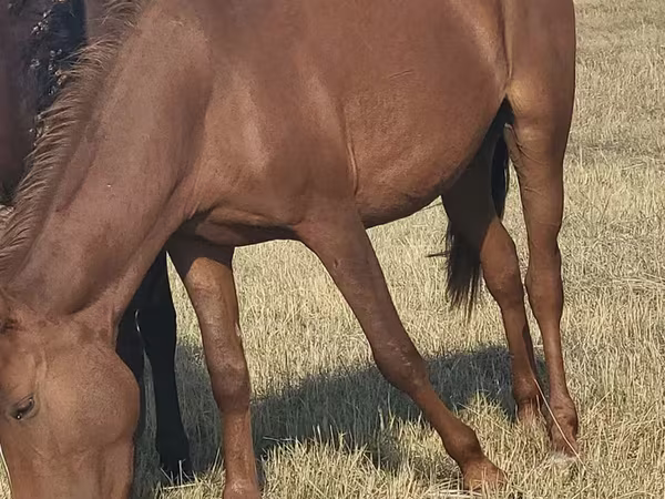 Stute, Horse breed