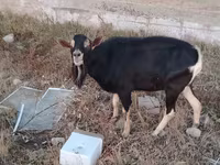 公山羊, Alpine goat — 照片 2