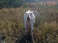 Ziege, Ziegen — Foto 1