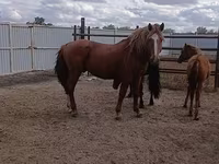 Aygʻir, Kushum Horse — 2-rasm