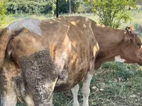 بقرة, Simmental cattle — الصورة 3