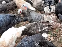 Turkeys — 照片 1