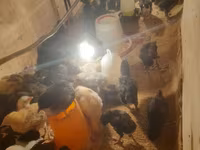 Australorp — photo 6
