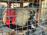 Chickens — foto 4