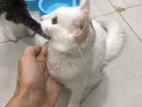 Отдаем котиков в хорошие руки, беспалтно. все кроме белых — الصورة 2