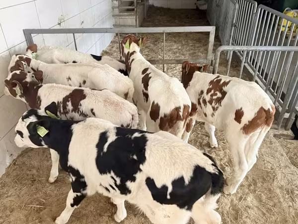 Bulle, Simmental cattle