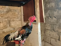 Chickens — Foto 2