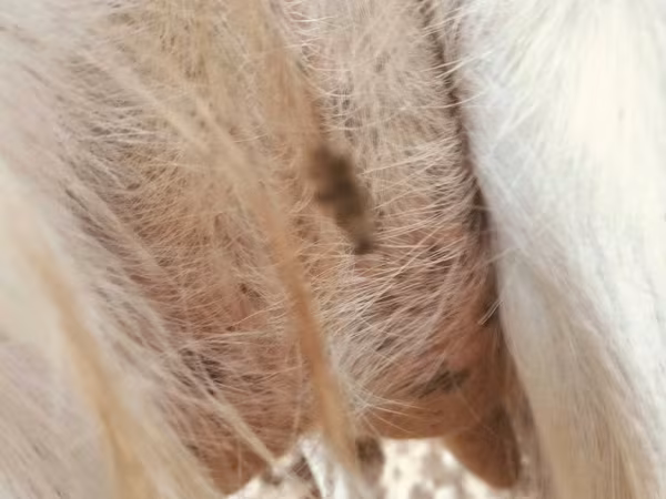 Cabra, Saanen goat